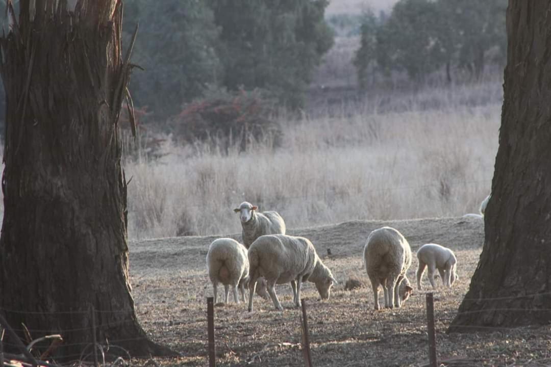Forellenhof Guest Farm Wakkerstroom Εξωτερικό φωτογραφία