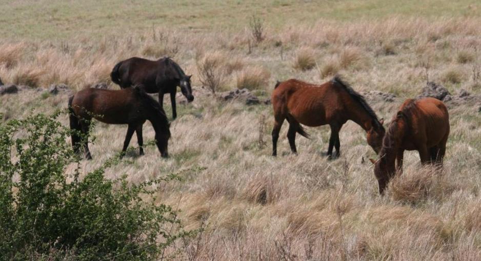 Forellenhof Guest Farm Wakkerstroom Εξωτερικό φωτογραφία