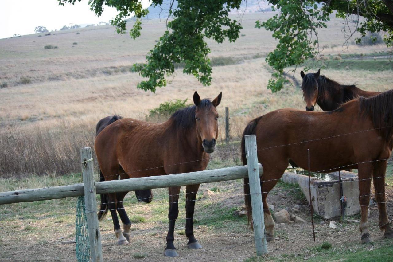 Forellenhof Guest Farm Wakkerstroom Εξωτερικό φωτογραφία